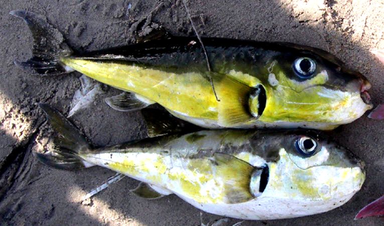 Lagocephalus laevigatus_02.jpg